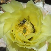 Plains Pricklypear